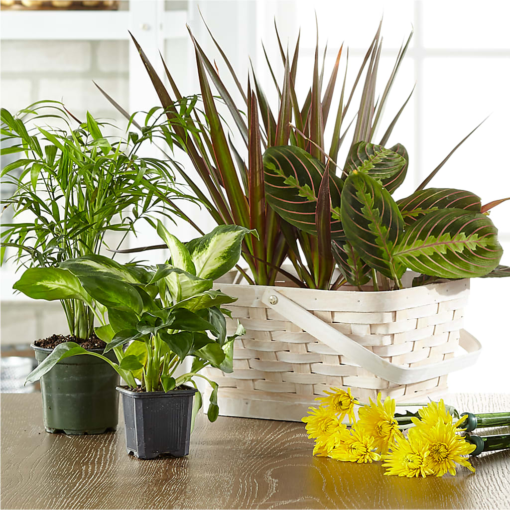 Florist Designed Blooming and Green Plants in a Basket – Flowers By Vee, Tracy CA