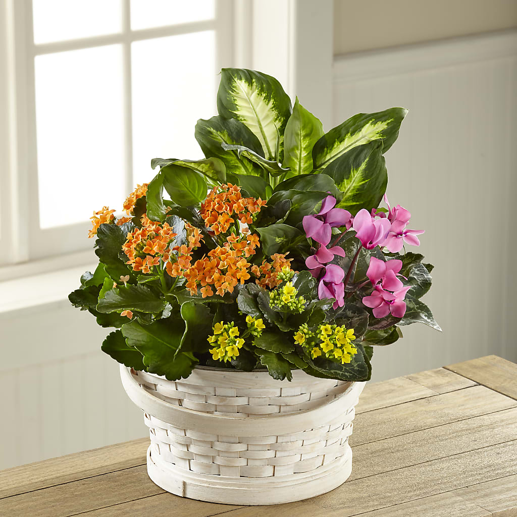 Color Crush Dishgarden – Flowers By Vee, Tracy CA