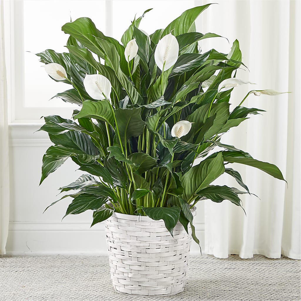 A New Leaf Peace Lily – Flowers By Vee, Tracy CA