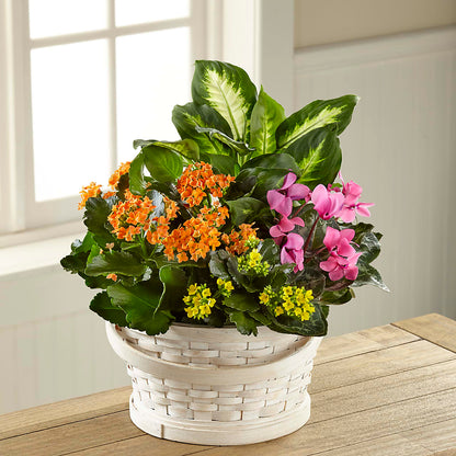 Color Crush Dishgarden –  Flowers By Vee, Tracy CA