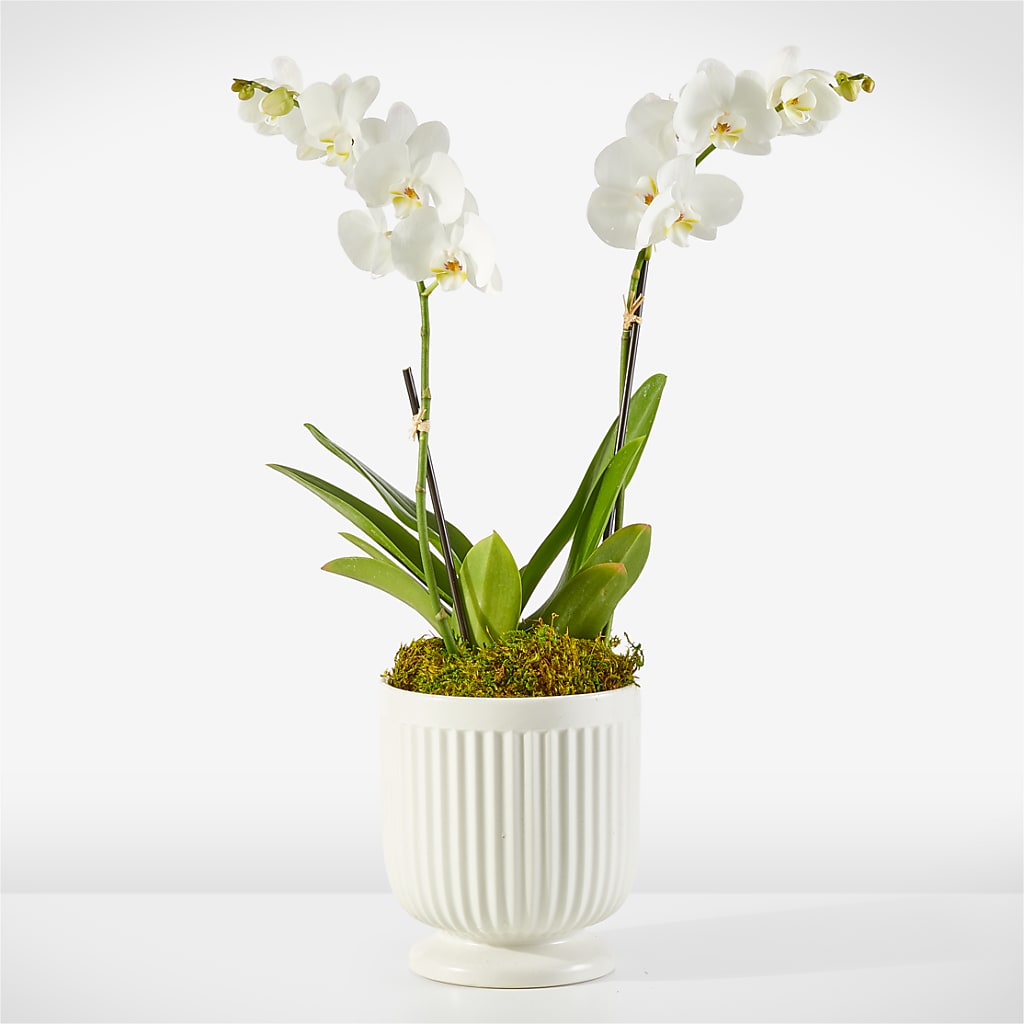Whispering White Orchid –  Flowers By Vee, Tracy CA