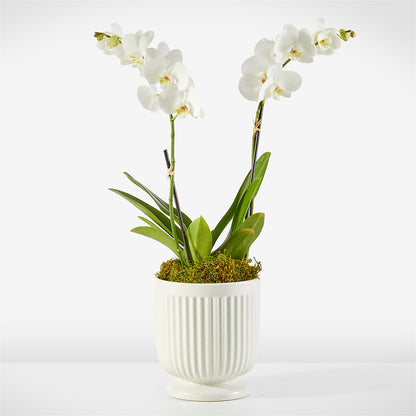 Whispering White Orchid –  Flowers By Vee, Tracy CA