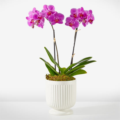 Friendly Fuchsia Orchid –  Flowers By Vee, Tracy CA
